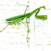 草叢の王者