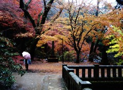 雨の紅葉