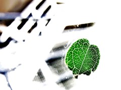 a leaf