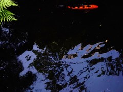 鯉