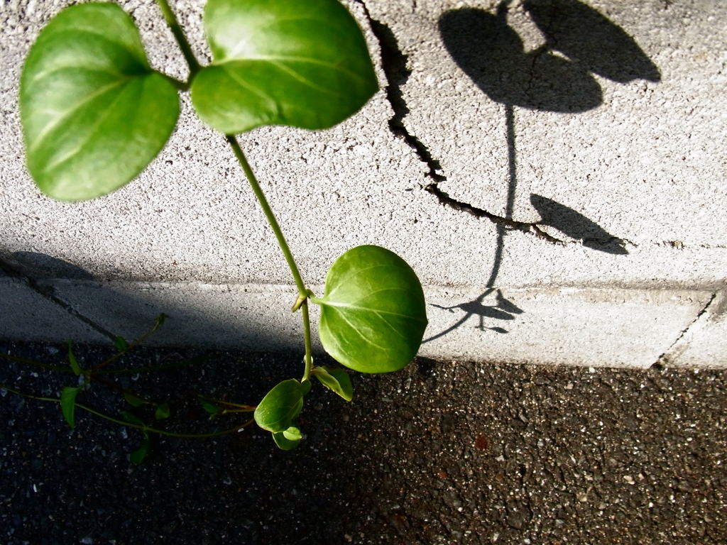 二つの存在