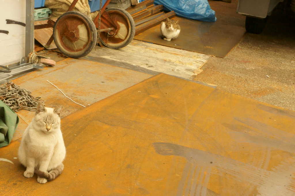 ねこ