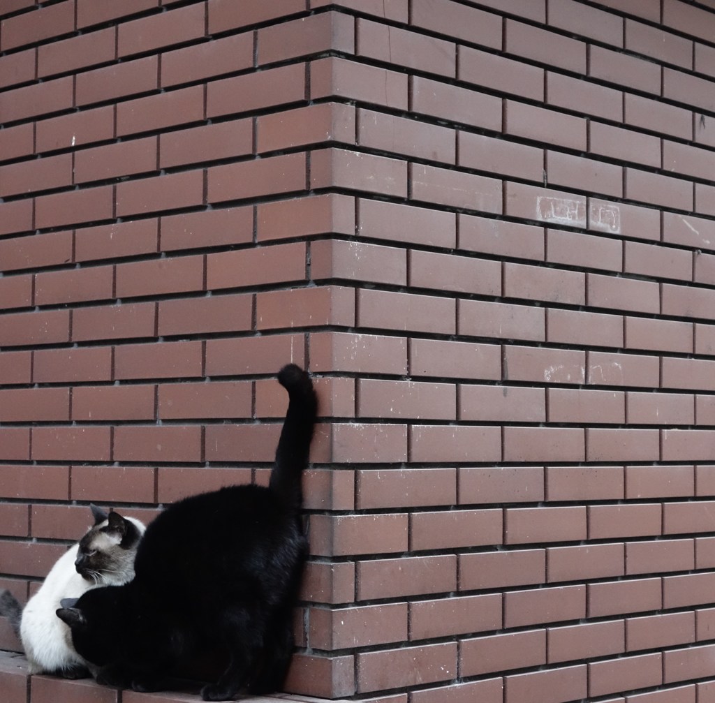 ねこ