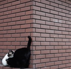 ねこ