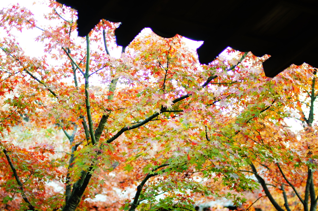 2013 秋　京都