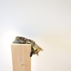 リラックスネコ
