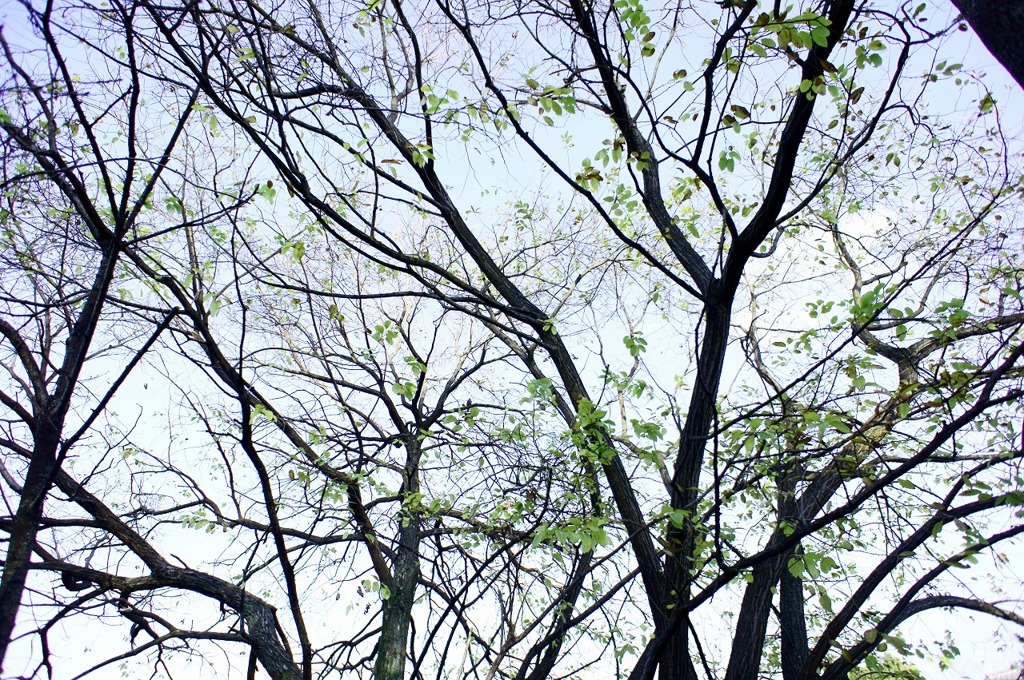 DSC00799