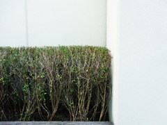 隅でコソコソ