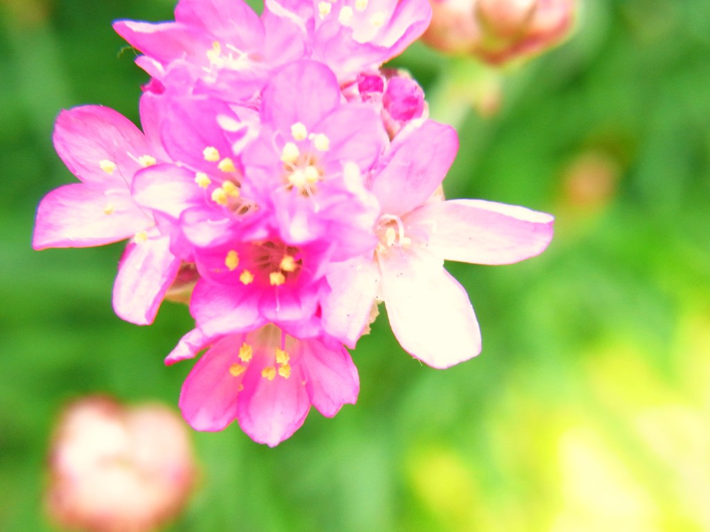 flower power