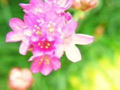 flower power