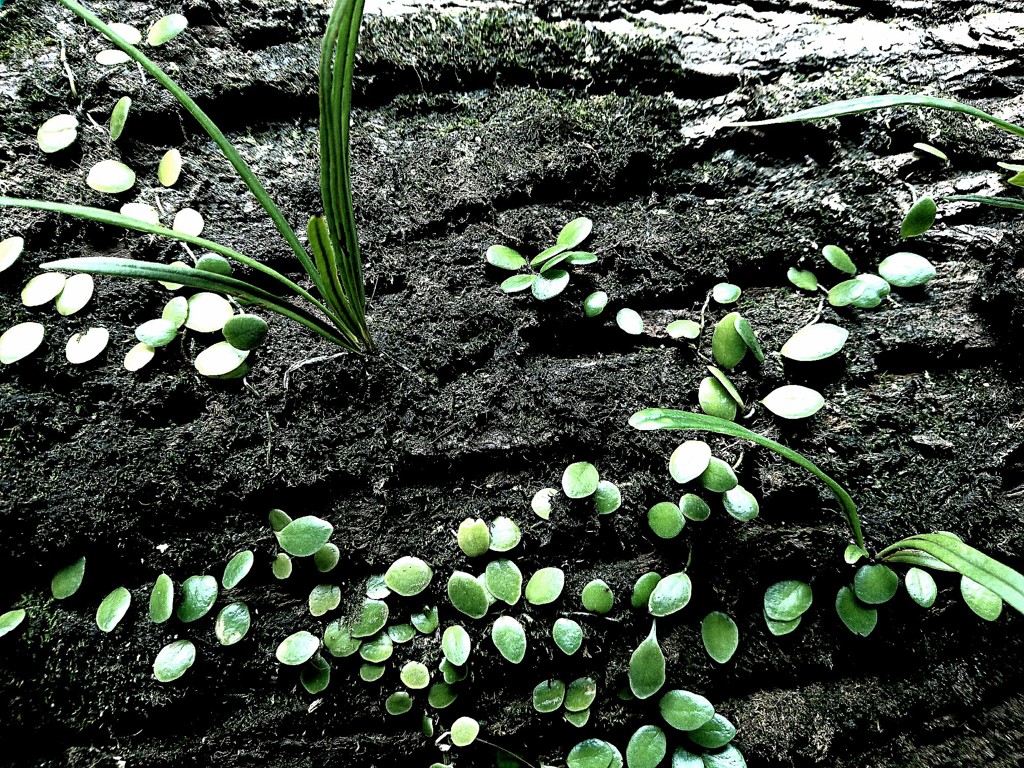 green dot
