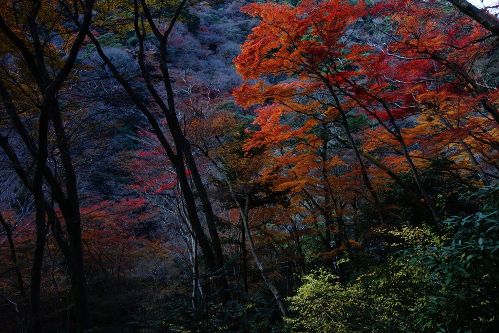 いつかの秋