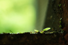 雑草魂