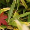 笹紅葉
