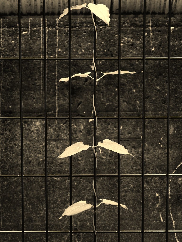 抱擁