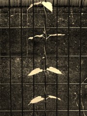 抱擁