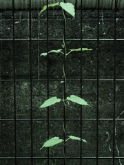 束縛