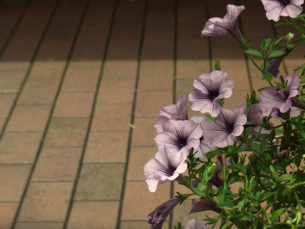 歩道にて