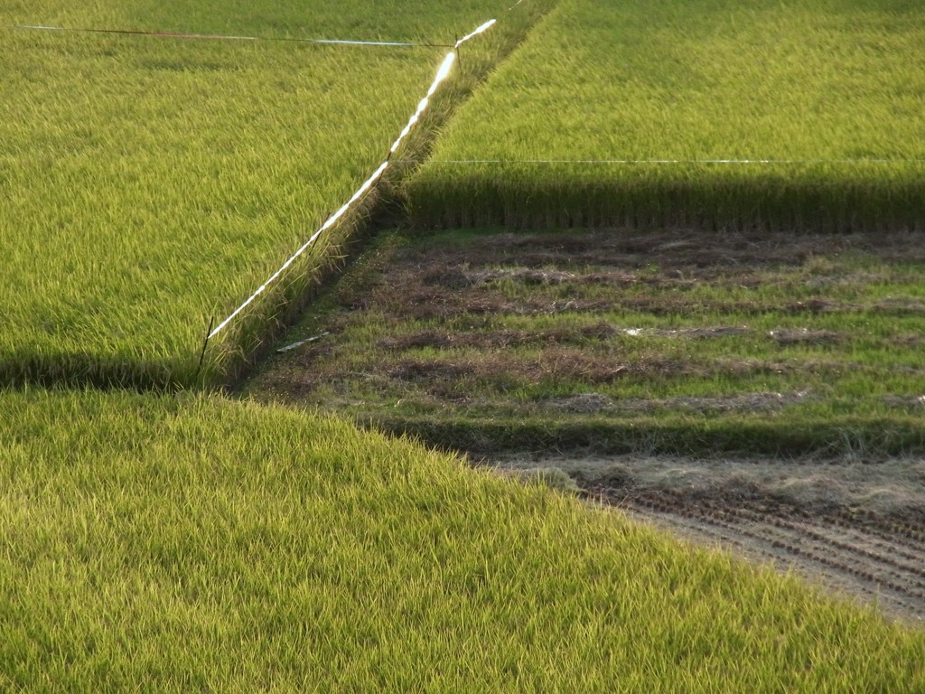 日本の風景