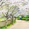 もうすぐ葉サクラ