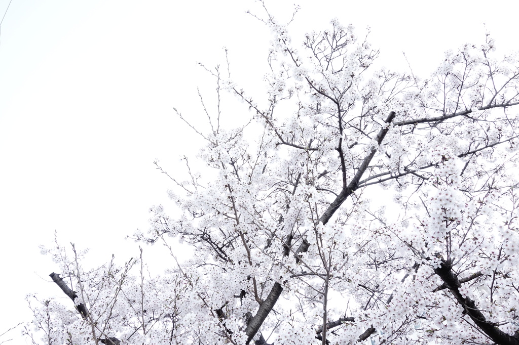 sakura