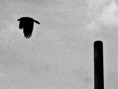 Fly away !