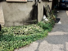 緑