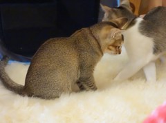 子猫コンビ