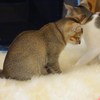 子猫コンビ