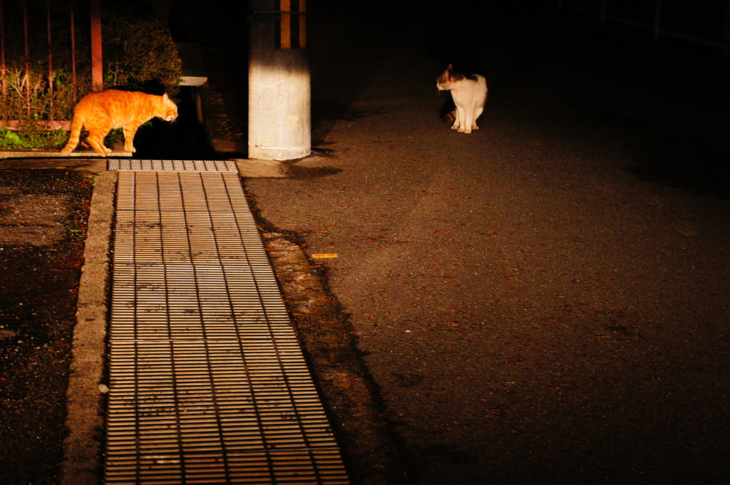 ﾈｺの密会