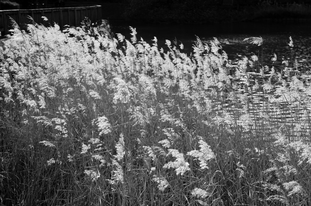 DSC00809