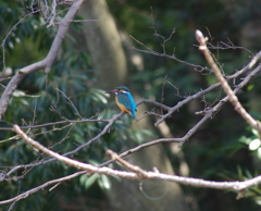 初めてのカワセミさん