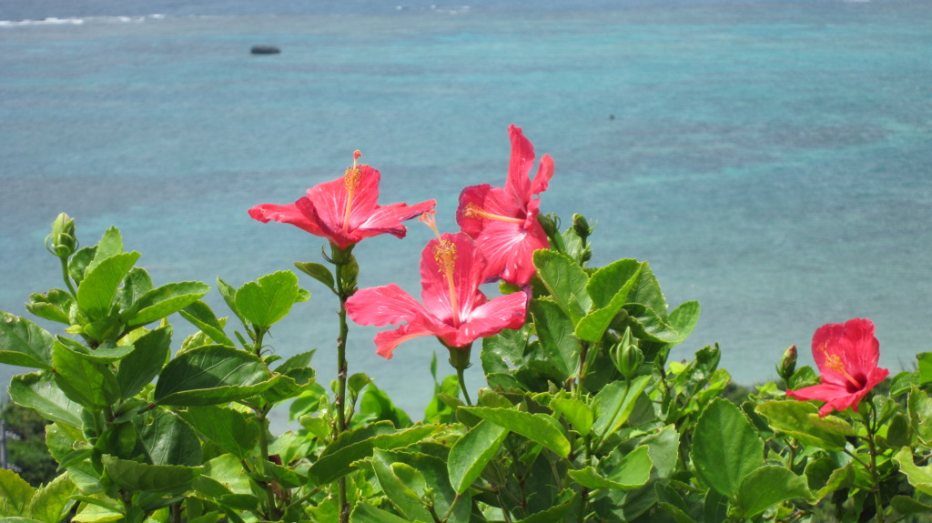 美ら島１