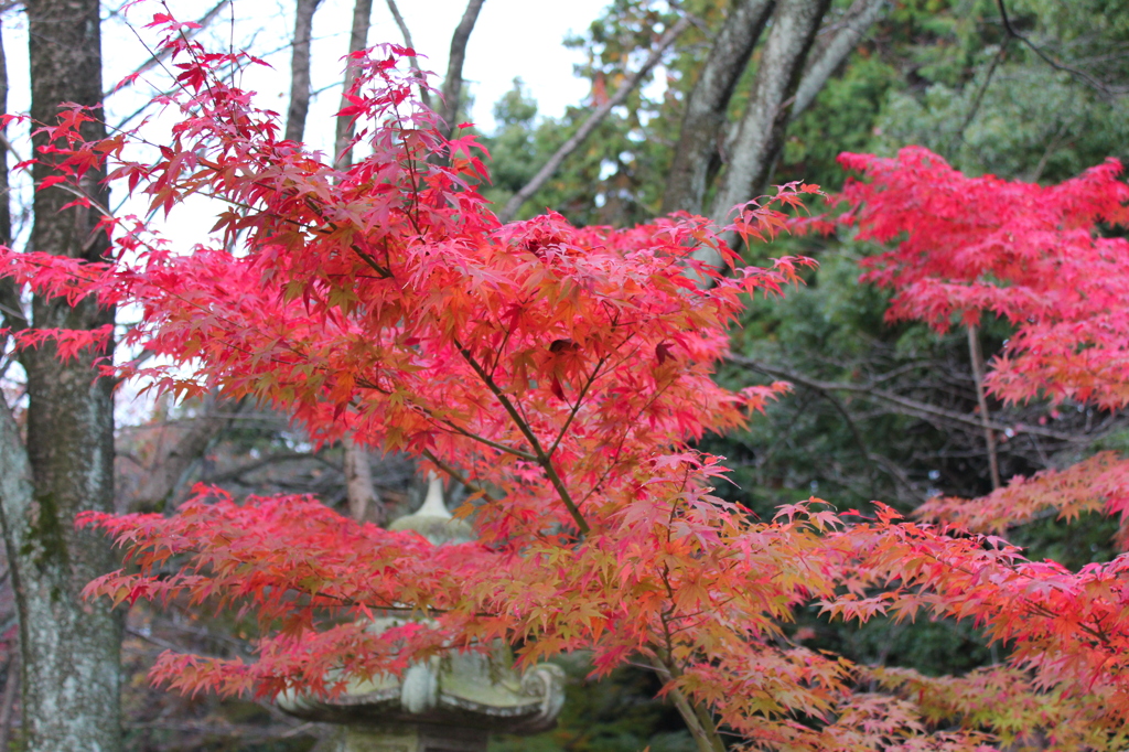 晩秋の神社1