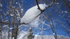 ふんばる雪