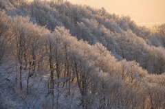 夕日に染まる樹氷