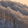 夕日に染まる樹氷