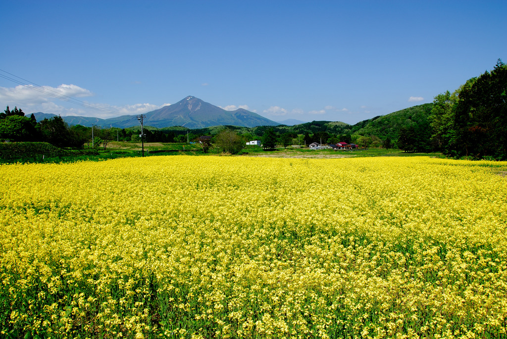 初夏の香り