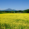 初夏の香り