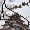桜はまだか