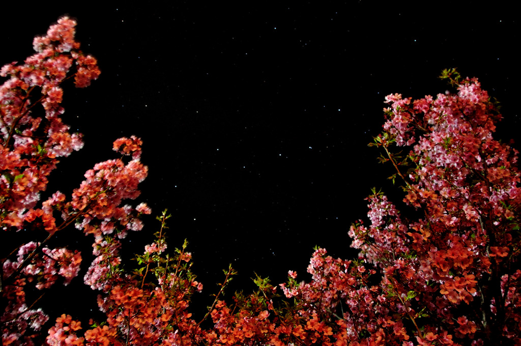 八重桜と北斗七星