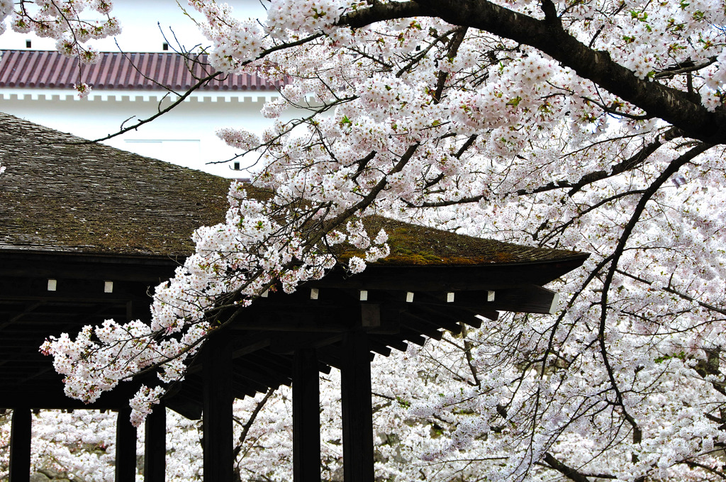 櫓の桜