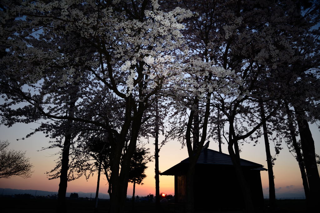 夕暮れ桜