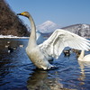 羽ばたく