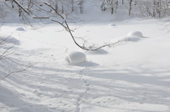 何処へ行くのか