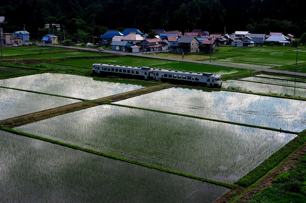 水田を走る