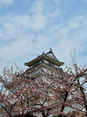 お城の桜