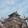 お城の桜