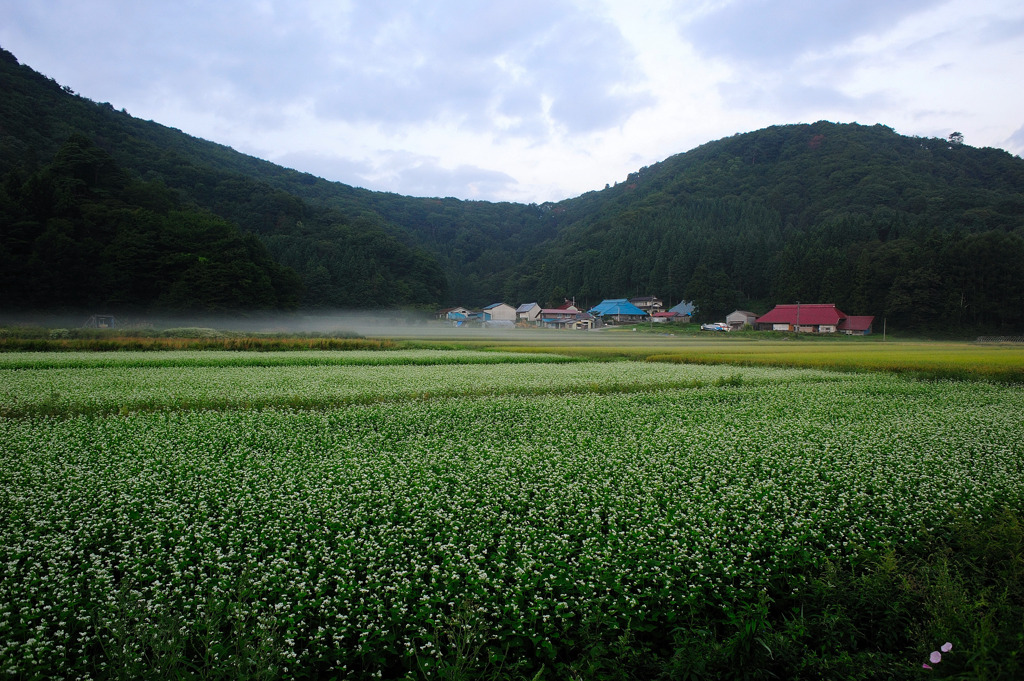 朝の蕎麦畑