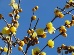 20110111-蝋梅と青空